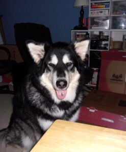 Kodak PIXPRO Friendly Zoom FZ43-BK 16MP Digital Camera with 4X Optical Zoom and 2.7" LCD Screen (Black) Black 45 71PeRDigBvL