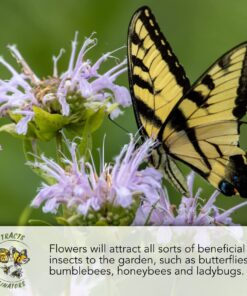 Seed Needs, Large 2.1 Ounce Package of 7,000+ Crazy Mix Cosmos Seed Mixture for Planting (Cosmos Bipinnatus Butterfly Attracting Cosmos Mixture) 10+ Varieties Open Pollinated - Bulk Large Pack (7,000 Seeds) 31 71PgU8ZlTfL