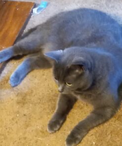 Purina Cat Chow Naturals With Added Vitamins, Minerals and Nutrients Dry Cat Food, Naturals Original - 13 lb. Bag Chicken & Salmon 13.00 Pound (Pack of 1) 37 71PhCwzYuKL