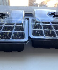 Outsidepride Viola Johnny Jump Up Wild Flowers & Ground Cover Plants - 5000 Seeds 53 71Pk0R376qL