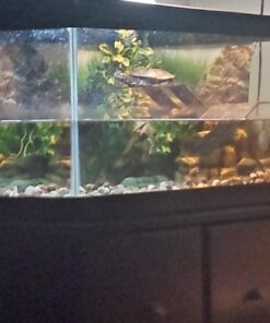 OASIS #64226 Turtle Ramp - Large 16-Inch by 11-Inch by 4-1/2-Inch, Black 41 71PkOlZKkcL