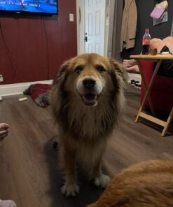 Advanced Hip & Joint Supplement for Dogs, 225 Soft Chews, All Natural Glucosamine, Chondroitin, MSM & CoQ10 For Healthy Hips & Joints, Made in the USA Chicken - 225 Count 32 71PpF9RHBL 3