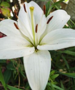 NEEWER 43 Inch/110 Centimeter Light Reflector Diffuser 5 in 1 Collapsible Multi Disc with Bag - Translucent, Silver, Gold, White, and Black for Studio Photography Lighting Outdoor Standard Packaging 33 71Prn4r3 NL