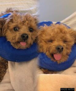 KONG - Cloud Collar - Plush, Inflatable E-Collar - For Injuries, Rashes and Post Surgery Recovery - For Medium Dogs/Cats Standard Packaging 32 71PrvPbiG6L