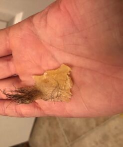 Gigi Brazilian Waxing Kit, 14 Ounce Brazilian Essentials 44 71PtONBf2LL