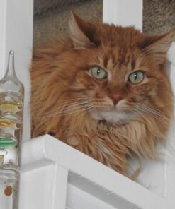 Nikon COOLPIX P900 Digital Camera (Black) 85 71PvmT6srOL