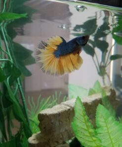 SunGrow Betta Leaves, 8”, 10 Pcs Beneficial Large Catappa Indian Almond Leaves for Overall Development in Fish Tank Aquarium, Water Conditioner Leaves Lower pH Large (8", 10 pack) 41 71PytX8CE0L