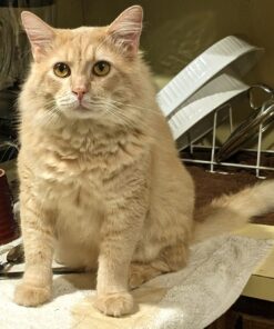 Meow Mix Tender Centers Dry Cat Food, Salmon & Chicken, 13.5 Pound Bag 13.5 Pound (Pack of 1) 29 71PzVFl9A3L