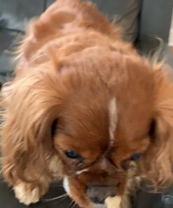 Milk-Bone Trail Mix with Real Beef & Sweet Potato Dog Treats, 20 Ounces 20 Ounce (Pack of 1) 46 71Q V8vR58L 3