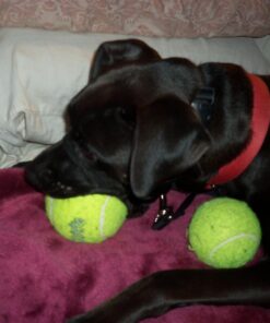 SqueakAir Ball Large Large (Pack of 1) Standard Packaging 23 71Q6qwbw49L