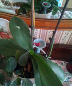 G & F Products MiniGardenn 10027 Fairy Garden Polyresin Miniature, Cardinal Birdbath Pick 31 71Q7ZMB3v0L