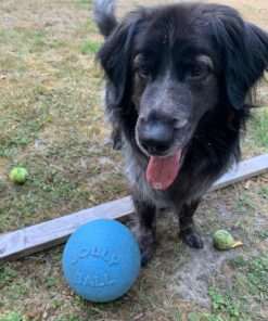 Jolly Pets Bounce-n-Play Dog Toy Ball, 8 Inches/Large, Blueberry, (Model: 2508 BB) Large (8 in) 34 71Q7nGCETbL
