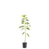 Brighter Blooms - Cold Hardy Avocado Tree, 1-2 Ft. - Indoor/Outdoor Potted Avocado Tree to Grow Your Own - No Shipping to AZ 1-2 ft. 5 71QBZshIA1L