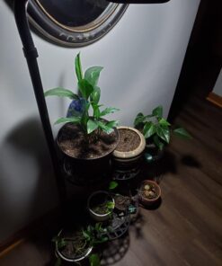 Lavish Home 72-6890 Floor Full Spectrum Natural Sunlight Lamp with Bendable Neck-Reading, Craft, Studying, and Esthetician Light (Black) Adjustable Lamp-6ft Black 27 71QDxmPZbL