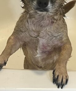 Veterinary Formula Clinical Care Hot Spot & Itch Relief Medicated Shampoo for Dogs and Cats 16oz – Helps Alleviate Sensitive Skin, Scratching, and Licking of Coat 33 71QFytlVaIL