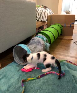 Petmate Jackson Galaxy Cat Crawl Solid Tunnel, Green/Orange 43 71QGKEijvOL