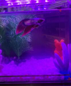 TetraBetta PLUS Floating Mini Pellets, Fish Food With Natural Color Enhancer, 1.2 ounces 1.2 Ounce (Pack of 1) 29 71QJQGwKaTL