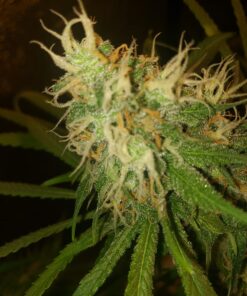 General Hydroponics FloraNectar FruitnFusion, Sweetener, 0-0-1, 1 qt., White 31 71QK9XnifkL