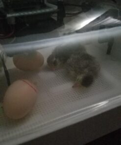 IncuView™ 3 Pro All-in-One Automatic Egg Incubator w Built-in Egg Turner, Incubator Warehouse, Countdown Hatch Timer, Auto-Off Egg Turner, Universal Egg Turner, Quail - Goose, 2022 38 71QNLwOFltL