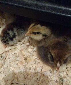 Premier Chick Brooder Heating Plate - 12" x 12" 12 71QRkTVbaTL