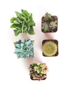 Alternative view of Shop Succulents | Assorted Collection of Live Succulent Plants, Hand Selected Variety Pack of Mini Succulents | | Collection of 5 in 2" pots