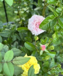 Scotts Super Bloom Water Soluble Plant Food, 2 lb - NPK 12-55-6 - Fertilizer for Outdoor Flowers, Fruiting Plants, Containers and Bed Areas - Feeds Plants Instantly 54 71QTJ0G6BjL