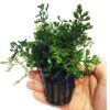 Bolbitis Difformis Baby Leaf Fern Potted Live Aquarium Plants for Freshwater Fish Tank by Greenpro 25 71QTZY VeL