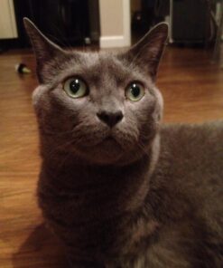 Hill's Science Diet Dry Cat Food, Adult 11+ for Senior Cats, Chicken Recipe, 15.5 lb. Bag 15.5 Pound (Pack of 1) 45 71QUbJ723dL