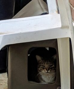 K&H Pet Products Outdoor Heated Kitty House - Heated Cat House Cat Shelter Olive/Olive 19 X 22 X 17 Inches 48 71QXo5REhGL