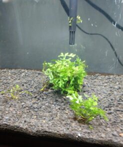 Bolbitis Difformis Baby Leaf Fern Potted Live Aquarium Plants for Freshwater Fish Tank by Greenpro 44 71QZAAHODWL