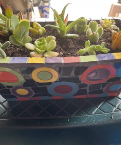 Succulent Rosette Cutting Pack- Brighten Up Your Garden with A Wide Variety of Healthy Rosette Succulent Plants Ready to Be Rooted by Jiimz (25 Pack) 25 Pack 12 71Qd2p4cKeL