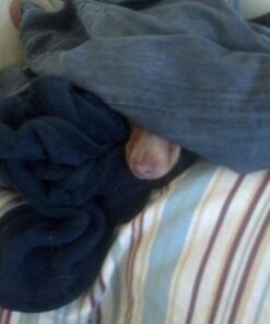 Zesty Paws Calming Chews for Dogs Composure & Relaxation for Everyday Stress & Separation Advanced Melatonin 90 Count Turkey - Melatonin 90 Count (Pack of 1) 40 71QdN69PyGL