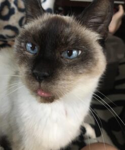 Hill's Science Diet Dry Cat Food, Adult 11+ for Senior Cats, Chicken Recipe, 15.5 lb. Bag 15.5 Pound (Pack of 1) 41 71QeBhjzjUL