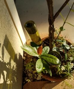 nicebottles Plastic Wine Bottles & Screw Caps, Green, 750ml - Pack of 4 25 71QiMKSScwL