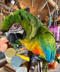 Wakefield Extra Large Virginia Peanuts for Animals, 25 LBS Peanut 25 Pound (Pack of 1) 32 71QoKkHRR2L