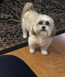 Milk-Bone Soft & Chewy Dog Treats, Chicken, 25 Ounce Original 25 Ounce (Pack of 1) 37 71QrK0tEMFL 2