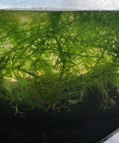 SunGrow Cholla Wood, 5” Climbing Logs, Chew Toy, Aquarium Fish, Snail & Shrimp Driftwood, Décor Adds Raw Beauty, 3 Pack (3 Pieces, 5 inches) 57 71QsHRD0EBL