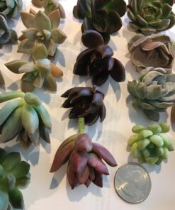 Succulent Rosette Cutting Pack- Brighten Up Your Garden with A Wide Variety of Healthy Rosette Succulent Plants Ready to Be Rooted by Jiimz (25 Pack) 25 Pack 14 71QsLWa2mOL