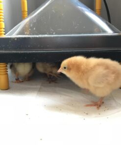 Premier Chick Heating Plate Kit - Includes Cover and Warms Up to 20 Chicks - 12" W x 12" L 28 71QyA73xqL