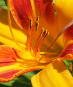 OM SYSTEM OLYMPUS M.Zuiko Digital ED 30mm F3.5 Macro For Micro Four Thirds System Camera, Compact Macro lens, 1.25x Image Maginification, Fast AF, Beautiful Bokeh Base 40 71QyAEd6iML