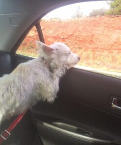 Dutchy Brand Pets Lovers Club Durable Dog Seatbelt - Heavy Duty Strap, Reflective Lines, 2 Adjustable Sizes (15-25in or 22-37in) Fits Small, Medium, Large, Extra Large Dogs Red with Reflective Stripes 23 71Qyq3o7IL