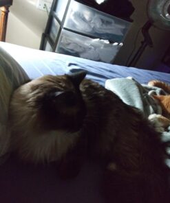 Purina ONE Natural Cat Food for Hairball Control, +PLUS Hairball Formula - 16 lb. Bag Chicken 16.00 Pound (Pack of 1) 39 71R2ENbxKYL