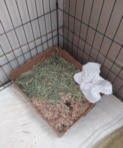 Kaytee Premium Potty Training Critter Litter for Pet Ferrets, Rabbits & Other Small Animals, 8 lb 34 71R4myiqaGL 2