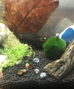 Ramshorn Snails, Algae Eater, Live Snails for Freshwater Aquariums - 1/8 to 1/2 inch (10 Snails) 10 Snails 16 71R4u1m3gfL