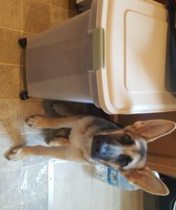 IRIS USA 55 Lbs / 67 Qt WeatherPro Airtight Pet Food Storage Container with Attachable Casters, For Dog Cat Bird and Other Pet Food Storage Bin, Keep Pests Out, Translucent Body, Almond/Clear Clear/Almond 50 71R5FGIxPiL 1