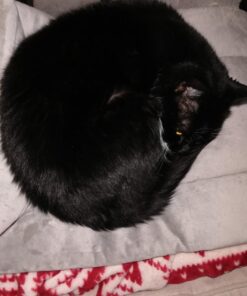 K&H Pet Products Self-Warming Crate Pad, Warming Dog Crate Bed, Machine Washable Dog Crate Mat, Gray X-Small 14 X 22 Inches 22.0"L x 14.0"W x 1.0"Th 35 71R65nO0DL 2