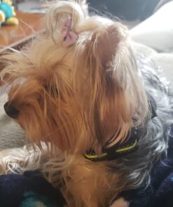 PetYeah Dog Bark Collar-5 Adjustable Sensitivity and Intensity Levels-Dual Anti-Barking Modes-Rechargeable/Rainproof/Reflective -No Barking Control Dog Shock Collar for Small Medium Large Dog 35 71R7Nb0n39L