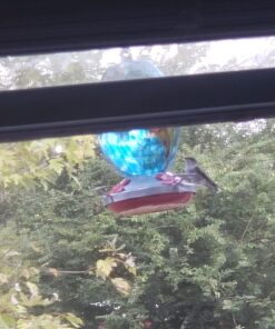 Perky-Pet Hummingbird Liquid Nectar Concentrate - 32 oz Concentrate - Makes 128 oz of Hummingbird Food Nectar Suet 32 Fl Oz (Pack of 1) 19 71R8nt1gK L