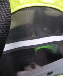 Paws & Pals Airline Approved Pet Carrier - Soft-Sided Carriers for Small Medium Cats and Dogs Air-Plane Travel On-Board Under Seat Carrying Bag with Fleece Bolster Bed for Kitten Cat Puppy Dog Taxi Green 46 71R9yyluKyL