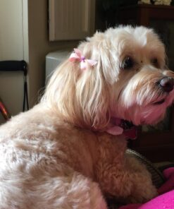 CESAR Adult Wet Dog Food Classic Loaf in Sauce Poultry Variety Pack,. Easy Peel Trays with Real Chicken, Turkey or Duck, 3.5 Ounce (Pack of 24) 3.5 Ounce (Pack of 24) multi 36 71RAJPyuMRL